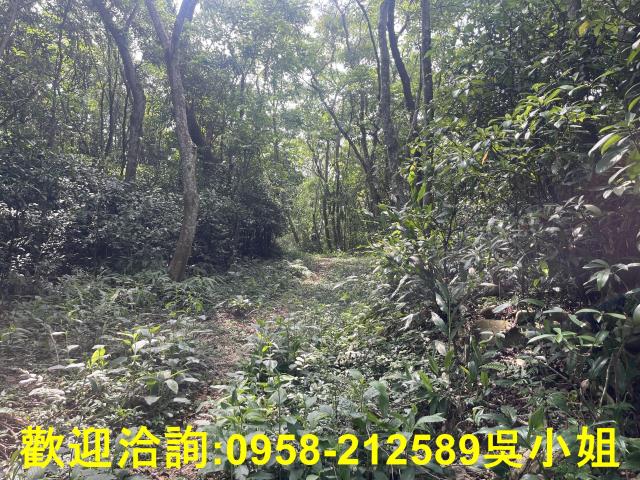 苗栗三義山坡地_休閒地_林地-7