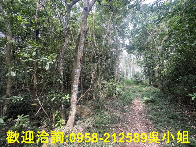 苗栗三義山坡地_休閒地_林地-8
