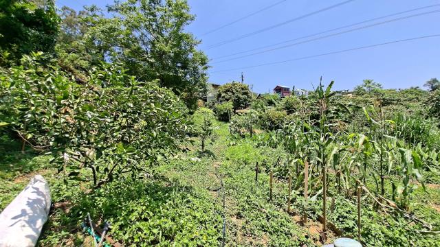 峨眉休閒地_林地-3