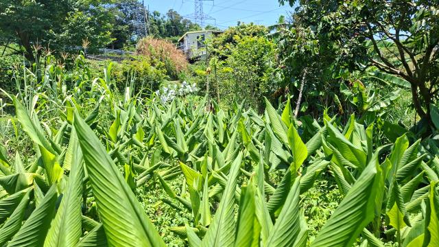 峨眉休閒地_林地-5