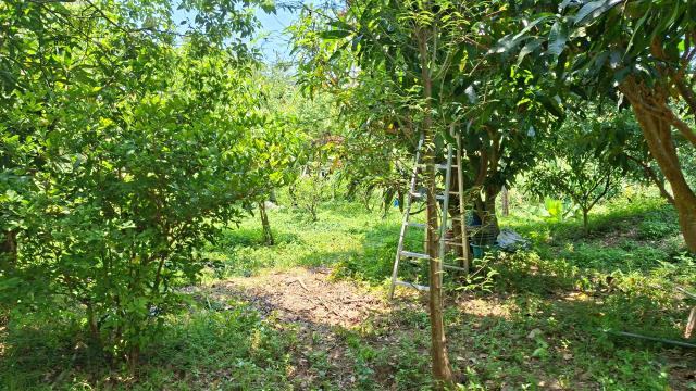 峨眉休閒地_林地-6