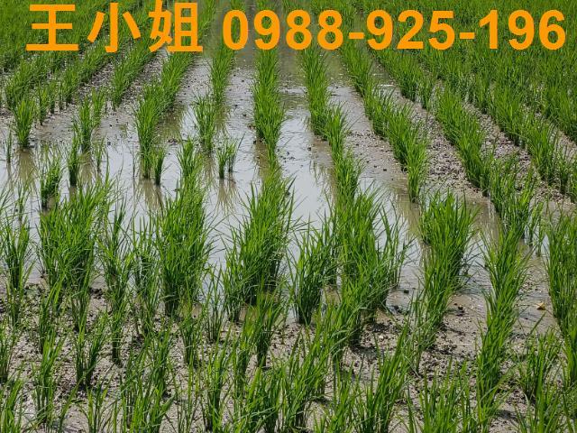 桃園桃園區農地-2