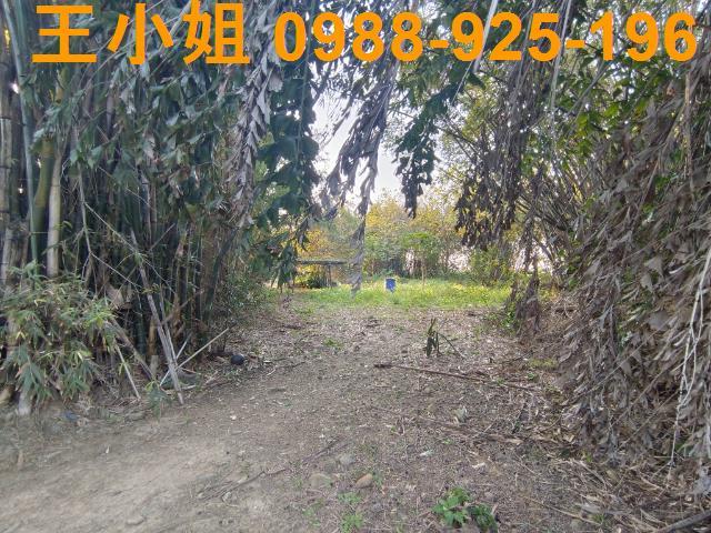 桃園桃園區農地-4
