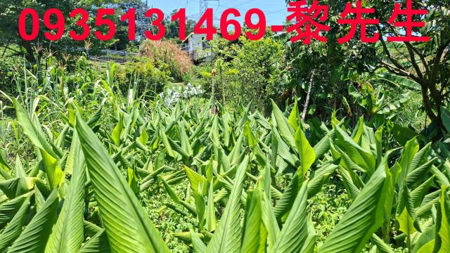 新竹峨眉林地-13