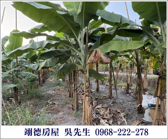 高樹農地-8