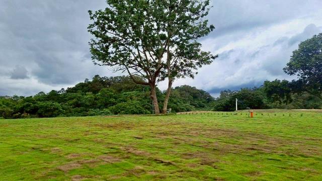 寶山山坡地_休閒地_林地-1
