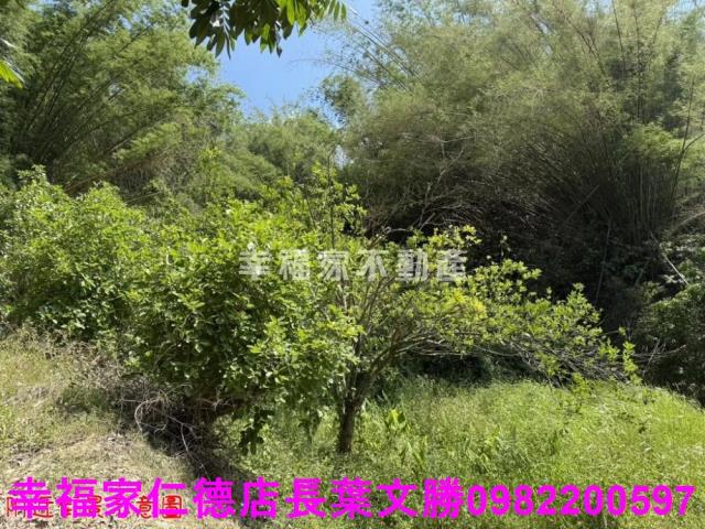 玉井農地-11