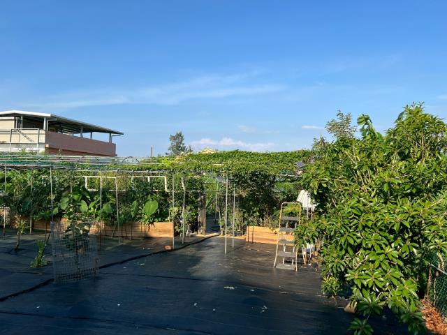 新屋農地-15