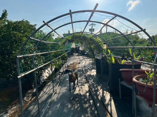 新屋農地-6
