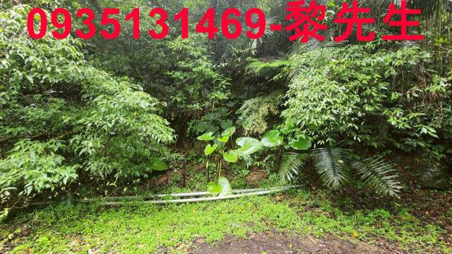 橫山林地-13
