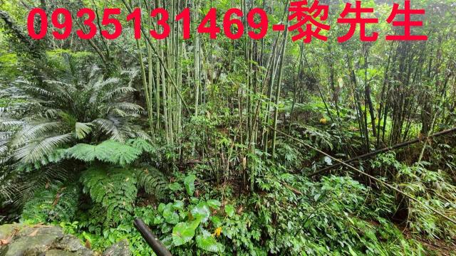 橫山林地-1
