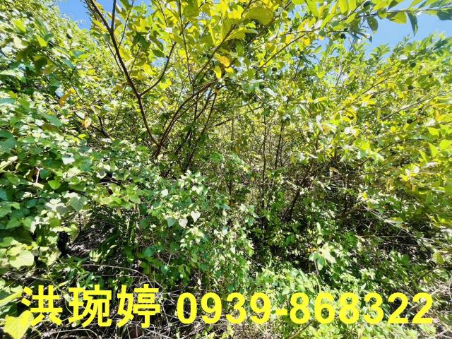 埔心農地-3
