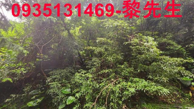 新竹橫山林地-10