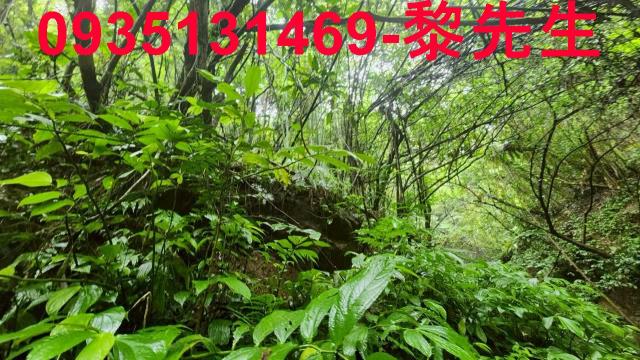 新竹橫山林地-0
