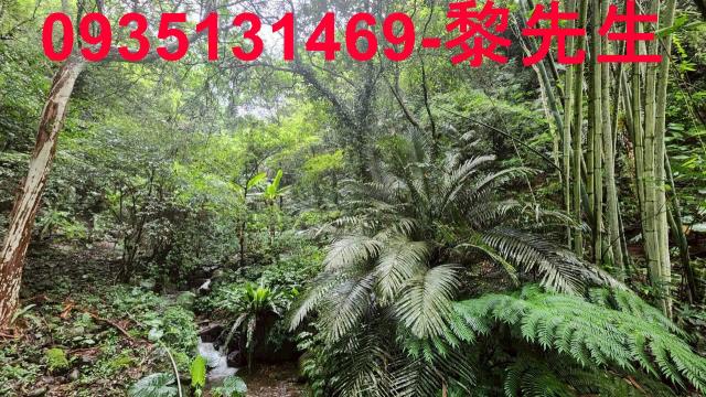 新竹橫山林地-6