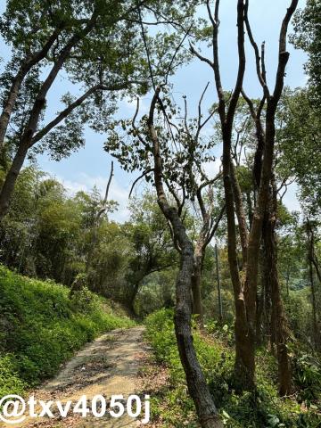 石岡百株樟樹森林美地進馨推薦