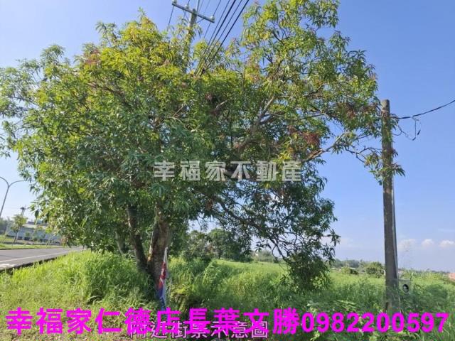 台南新化農地-4