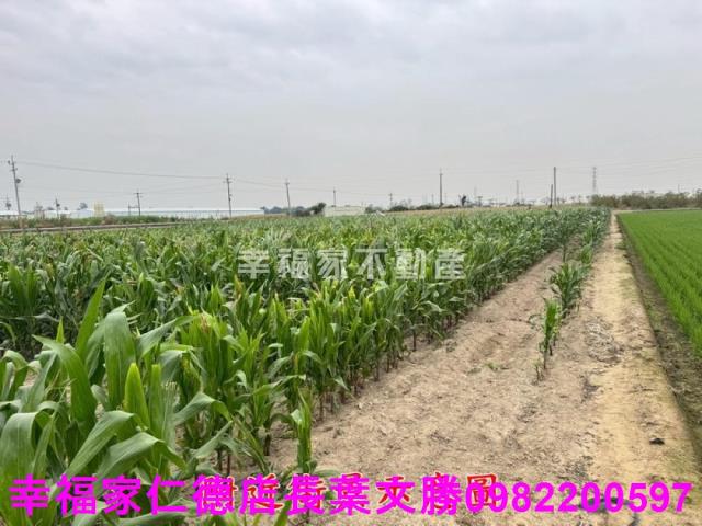 六甲農地-10