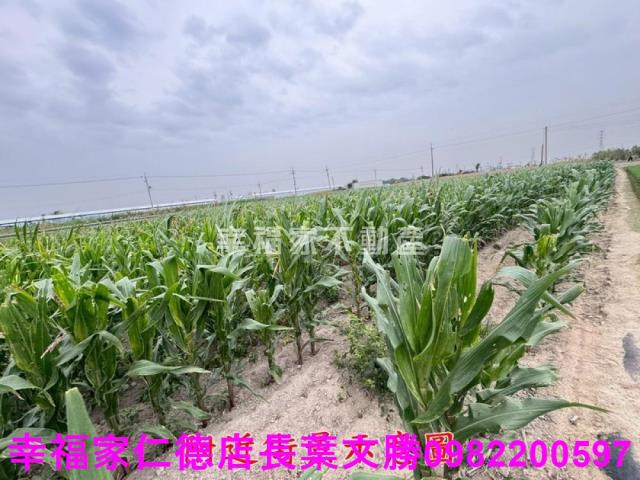 六甲農地-13