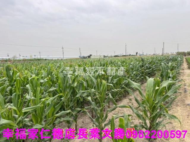 六甲農地-1