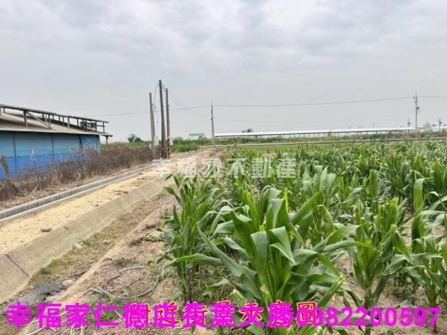 六甲農地-9