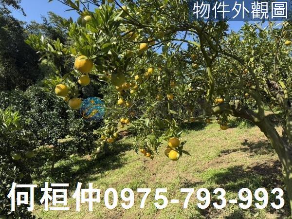 苗栗獅潭農地_山坡地_休閒地-4