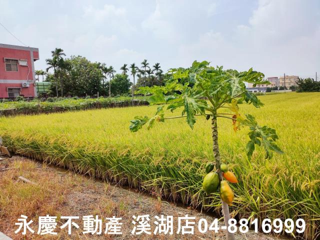 彰化溪湖農地-8