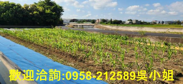 新竹新豐農地-8