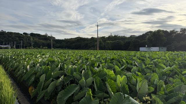 后里農地-2