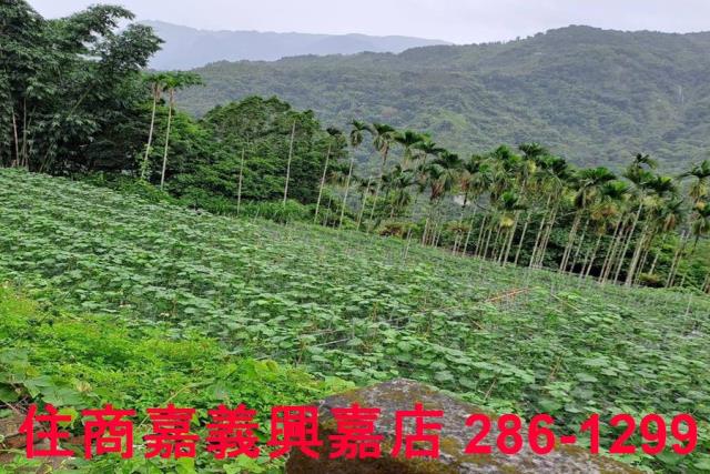 嘉義農地-9