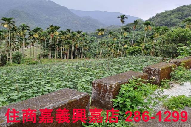 嘉義農地-10