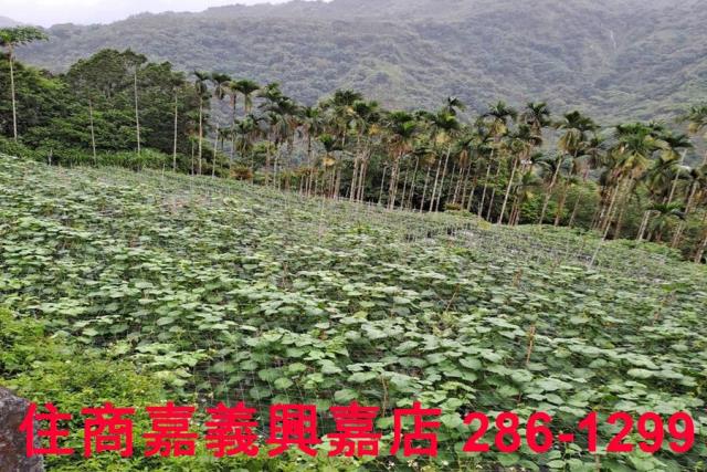 嘉義農地-3