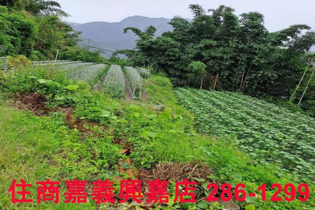 嘉義農地-4
