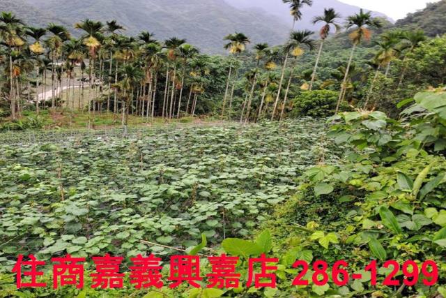嘉義農地-5