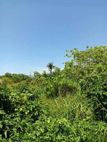 台東台東市農地-2
