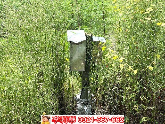 台南善化農地-4