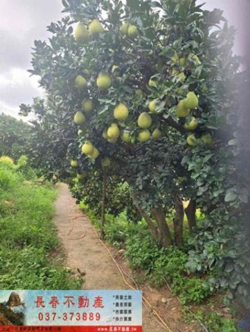 苗栗市農地-7