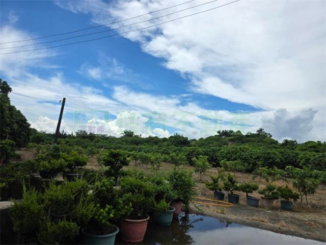大樹農地-2