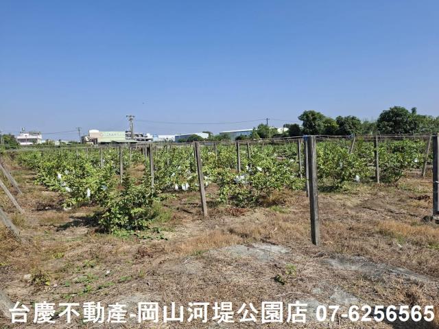 高雄大社農地-2
