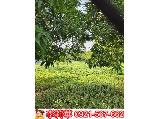 高雄岡山農地-6