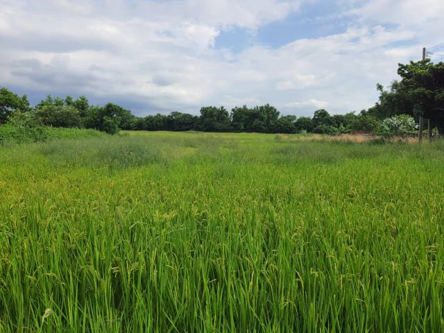 蘆竹農地-2