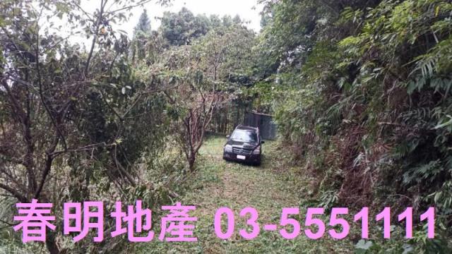 新竹林地-1