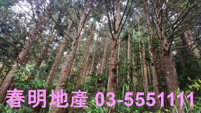 新竹林地-2