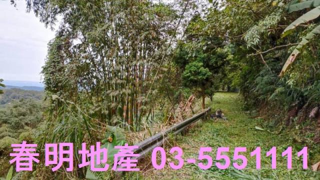 新竹林地-3