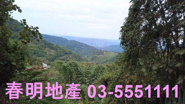 新竹林地-4