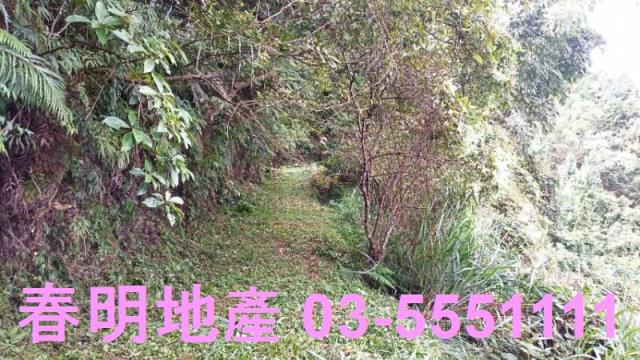 新竹林地-5