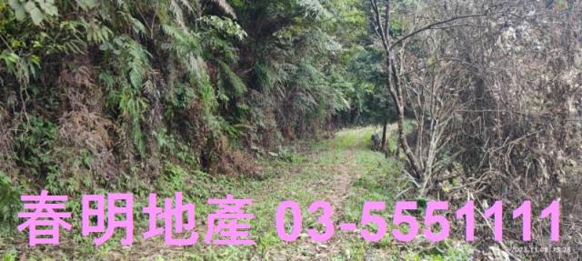 新竹林地-8