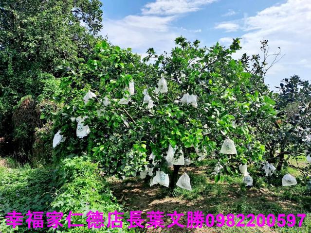 台南佳里農地-5