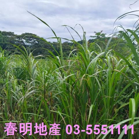 湖口農地-10