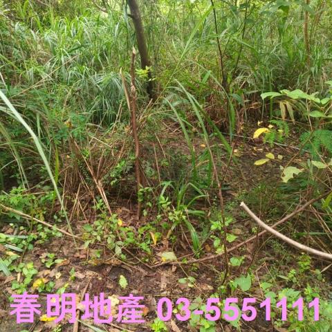 湖口農地-2